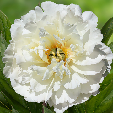 Paeonia Itoh White Emperor - Peony