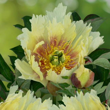 Paeonia Itoh Yellow Dream - Peony