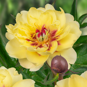 Paeonia Itoh Yellow Waterlily - Peony