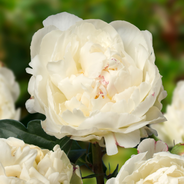 Paeonia lactiflora Kelway's Glorious - Peony