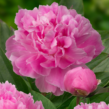 Paeonia lactiflora Little Pink Lullaby - Peony