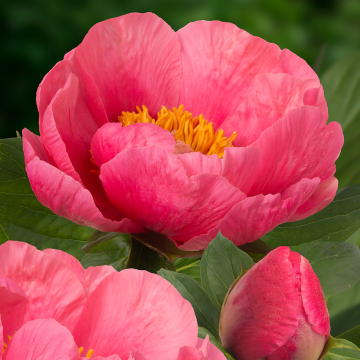 Paeonia lactiflora Lovely Rose - Peony