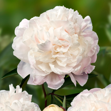 Paeonia lactiflora Marie Lemoine - Peony