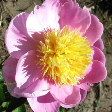 Paeonia lactiflora Nippon Gold - Peony