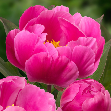 Paeonia lactiflora Paladin - Peony