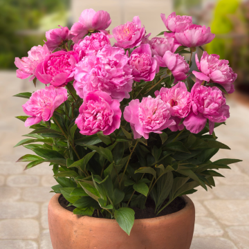 Paeonia lactiflora Rome - Patio Peony 