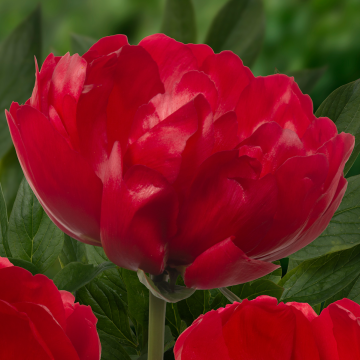Paeonia Red Red Rose - Peony