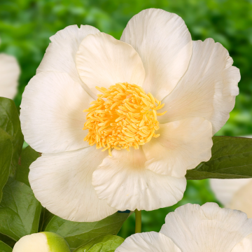 Paeonia lactiflora Roy Pehrsons Best Yellow - Peony
