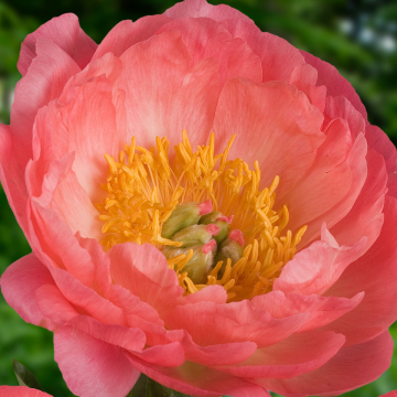 Paeonia lactiflora Coral - Peony