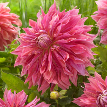 Dahlia Penhill Dark Monarch