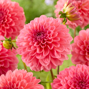 Dahlia Pink Runner