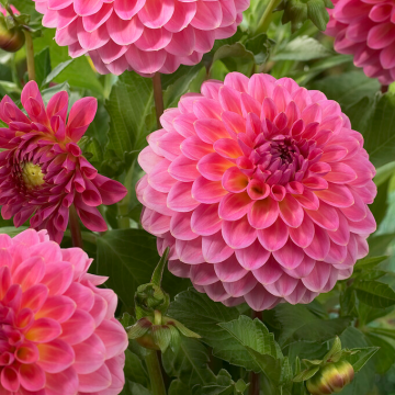 Dahlia Pink Suffusion