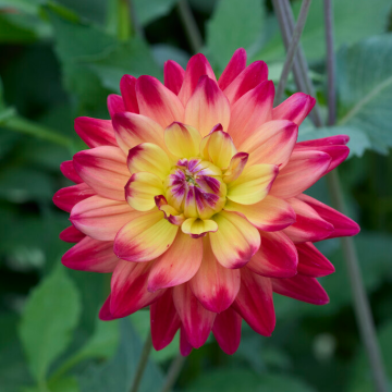 Dahlia Rainbow Silence
