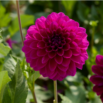 Dahlia Randy Crawford