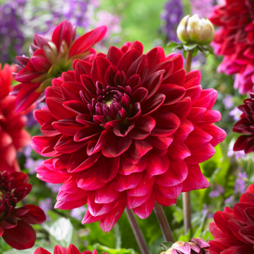 Dahlia Red Runner