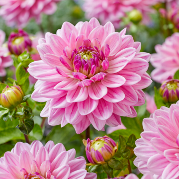 Dahlia Annemarie