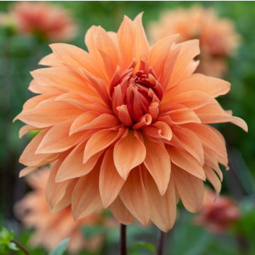 Dahlia Babylon Brons