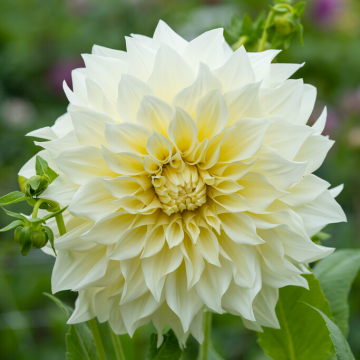 Dahlia Cafe Au Lait Supreme