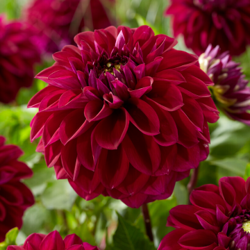 Dahlia Diva Us