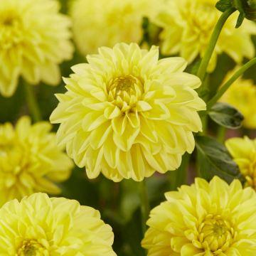 Dahlia Golden Eye