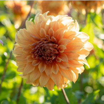 Dahlia Hercules