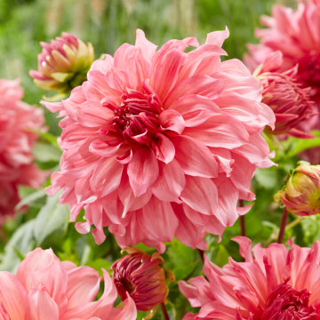 Dahlia Islander