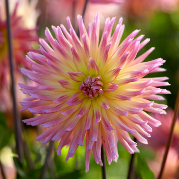Dahlia Karma Sangria