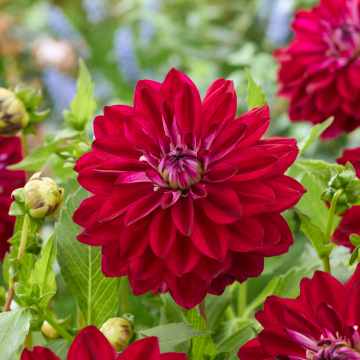 Dahlia King Arthur