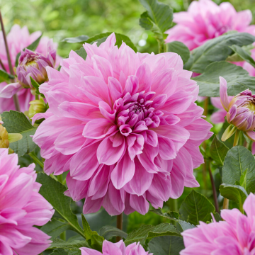 Dahlia Lavender Perfection