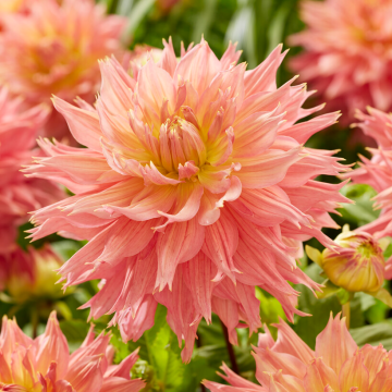 Dahlia Omega