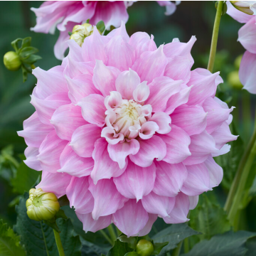 Dahlia Gitt's Perfection
