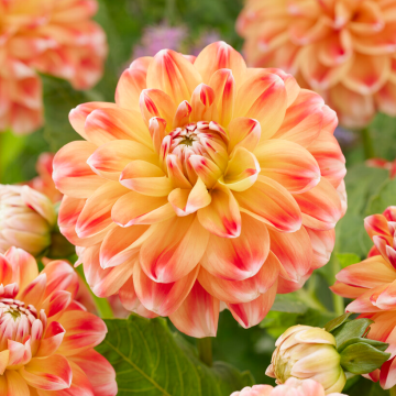 Dahlia Hapet Harmony