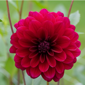 Dahlia Karma Naomi