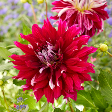 Dahlia My Hero