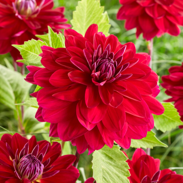Dahlia Semino