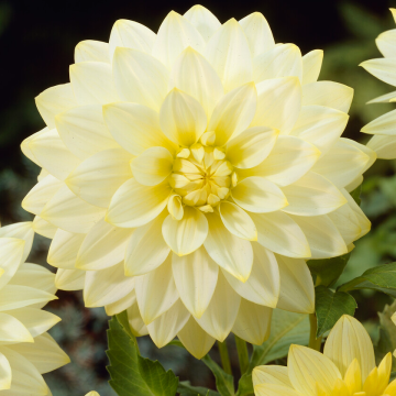 Dahlia Snowbound