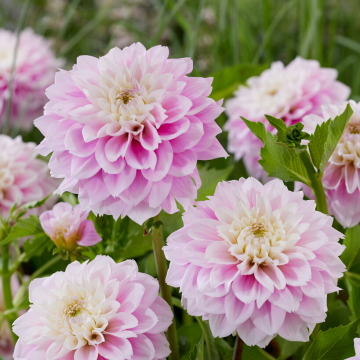 Dahlia Sweet Love