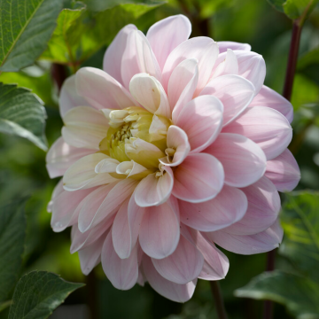 Dahlia Sweet Nathalie