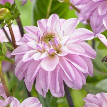 Dahlia Sweet Surprise