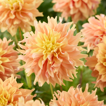 Dahlia Tyrell