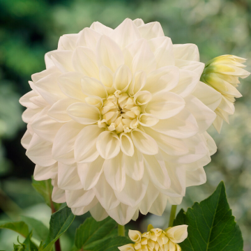 Dahlia White Perfection