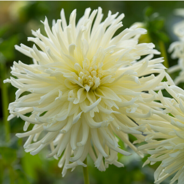 Dahlia White Star