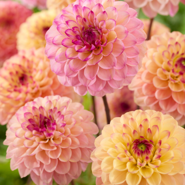 Dahlia Wine Eyed Jill