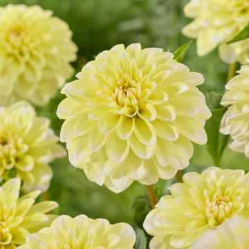Dahlia Yellow Perception
