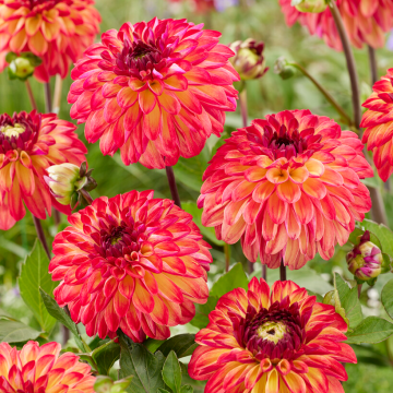 Dahlia - Ding a Dong Decorative Small Flowered