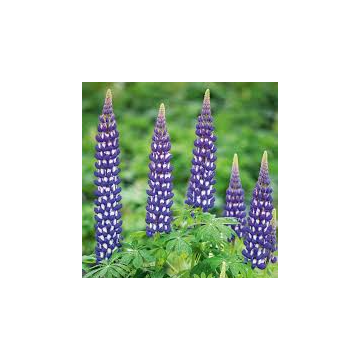 Lupinus West Country - Lupin 'Blacksmith'