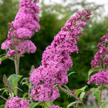 Buddleja Butterfly Candy Little Pink - Dwarf Buddleia Butterfly Bush