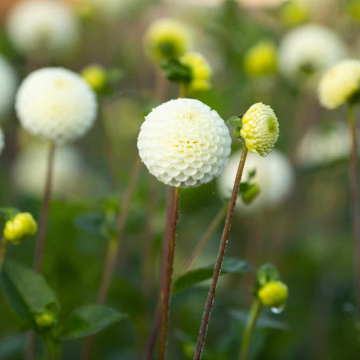 Dahlia Small World
