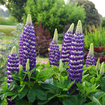 Lupinus West Country - Lupin 'Blacksmith'