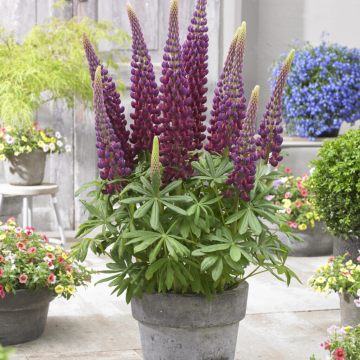 Lupinus West Country - Lupin Masterpiece